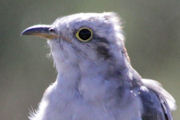Pallid Cuckoo (Cacomantis pallidus)